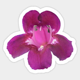 Penstemon  &amp;#39;Pensham Plum Jerkum&amp;#39;  Beard tongue Sticker